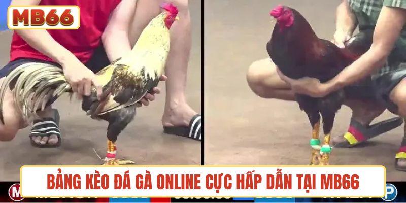 Bảng kèo đá gà online cực hấp dẫn tại MB66