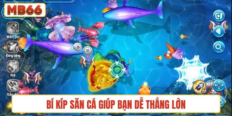 Bí kíp săn cá giúp bạn dễ thắng lớn