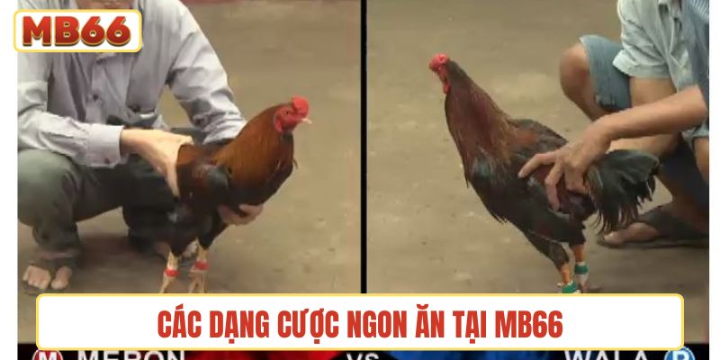Các dạng cược ngon ăn tại MB66