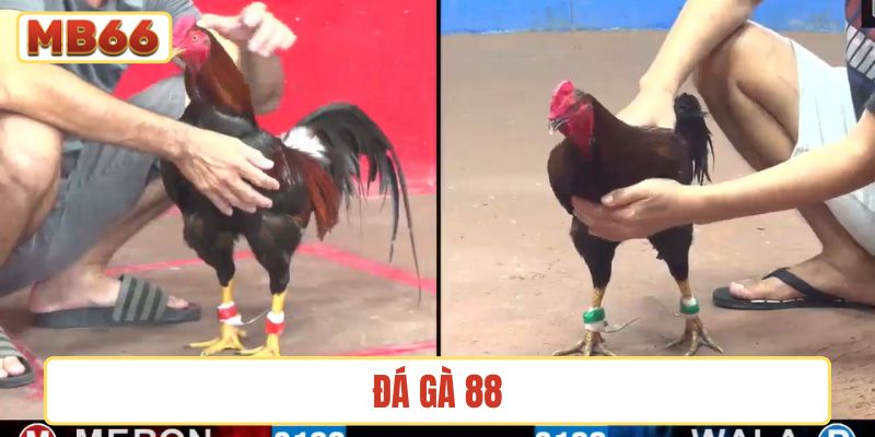 Đá gà 88
