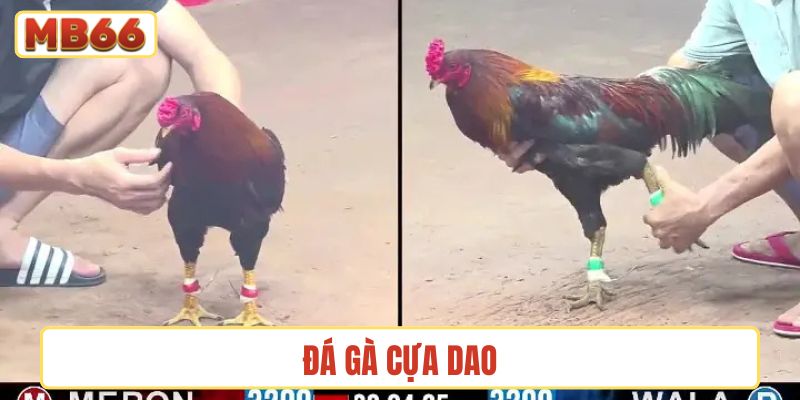 Đá gà cựa dao
