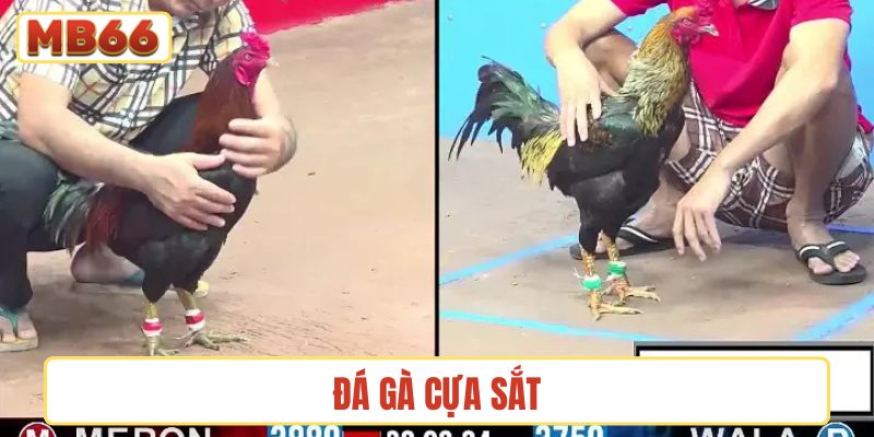 Đá gà cựa sắt