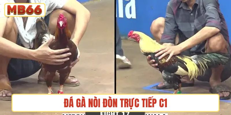 Đá gà nòi đòn trực tiếp C1