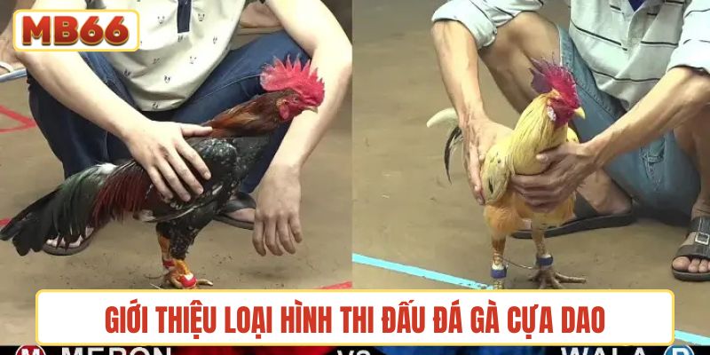 Giới thiệu loại hình thi đấu đá gà cựa dao