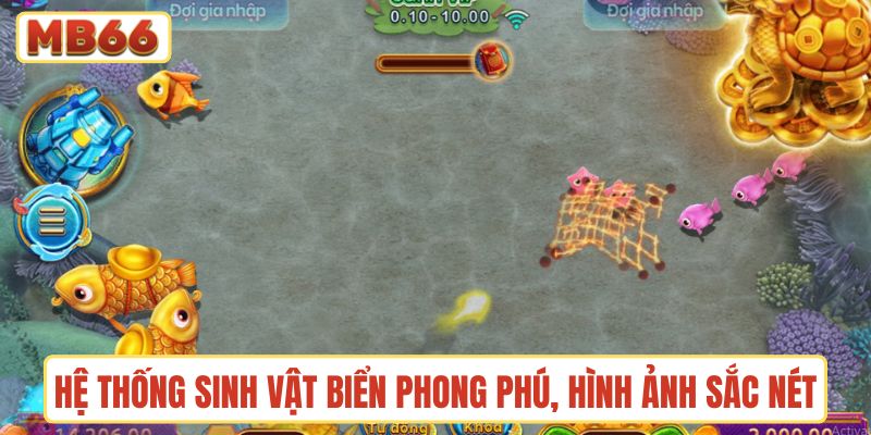 Hệ thống sinh vật biển phong phú, hình ảnh sắc nét