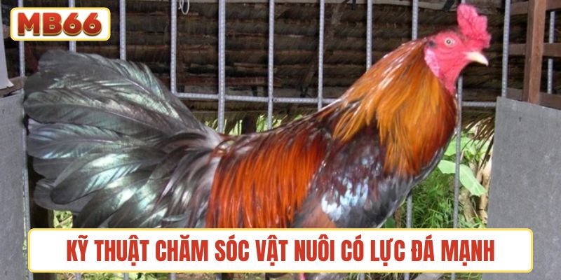 Kỹ thuật chăm sóc vật nuôi có lực đá mạnh và chuẩn xác