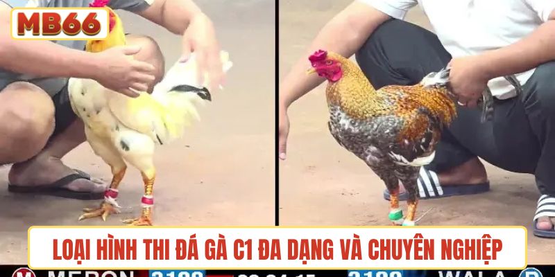 Loại hình thi đá gà tại giải C1 đa dạng và chuyên nghiệp