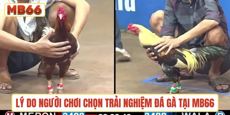Lý do người chơi chọn trải nghiệm đá gà tại MB66