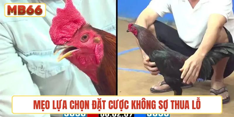 Mẹo lựa chọn đặt cược không sợ thua lỗ
