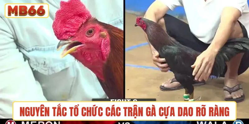 Nguyên tắc tổ chức các trận gà cựa dao rõ ràng