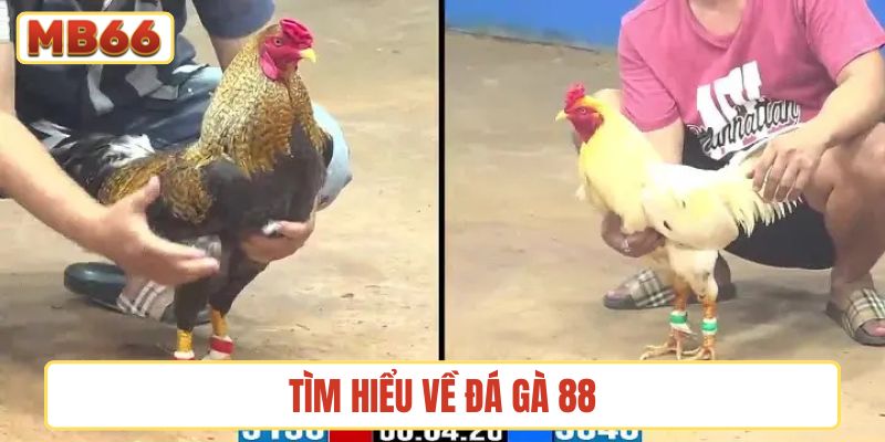 Tìm hiểu về Đá gà 88