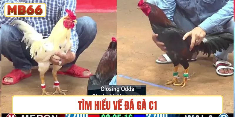 Tìm hiểu về đá gà C1