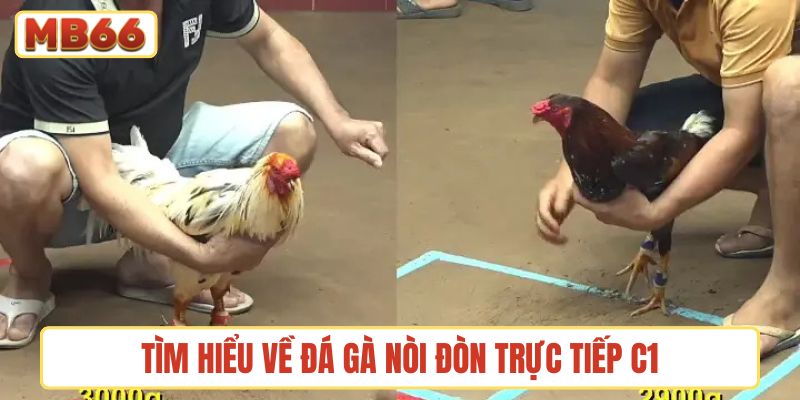 Tìm hiểu về đá gà nòi đòn trực tiếp C1