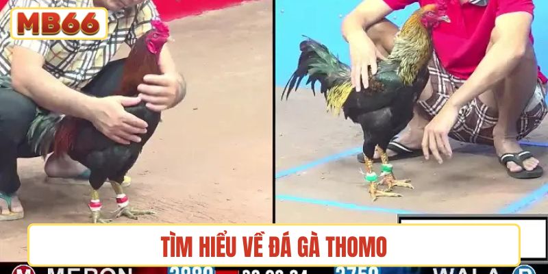 Tìm hiểu về đá gà Thomo