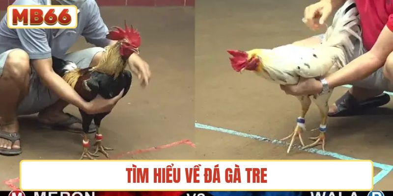 Tìm hiểu về đá gà tre