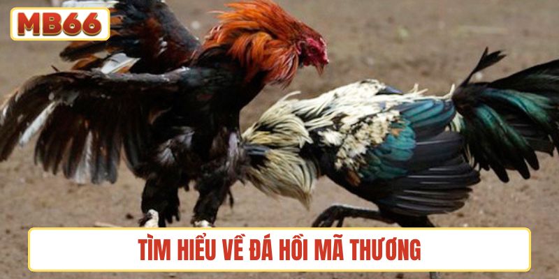 Tìm hiểu về đá hồi mã thương