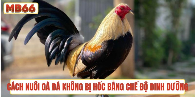 Cách chăm gà đá không bị hốc thông qua chế độ dinh dưỡng