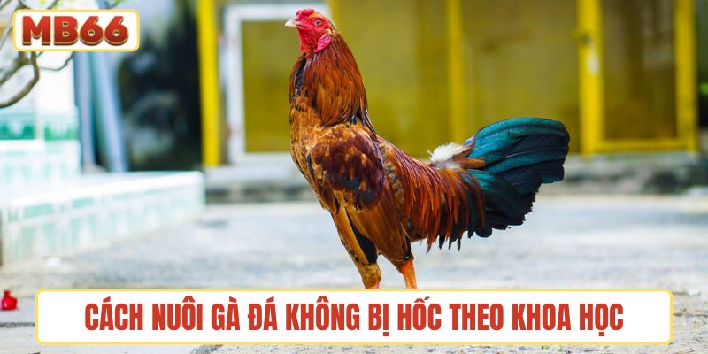Cách nuôi gà đá không bị hốc chuẩn khoa học