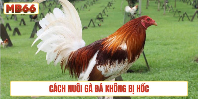 cách nuôi gà đá không bị hốc