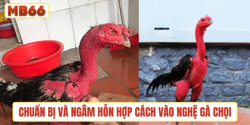 Chuẩn bị và ngâm hỗn hợp trong cách vào nghệ gà chọi