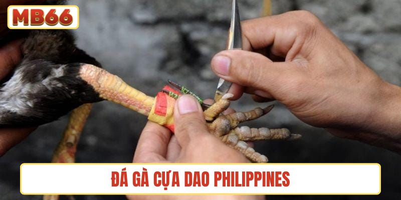 đá gà cựa dao Philippines