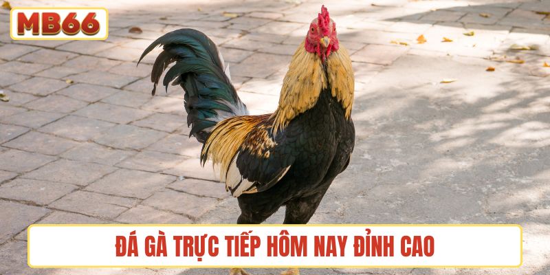Đá gà trực tiếp hôm nay đỉnh cao, chất lượng vượt trội