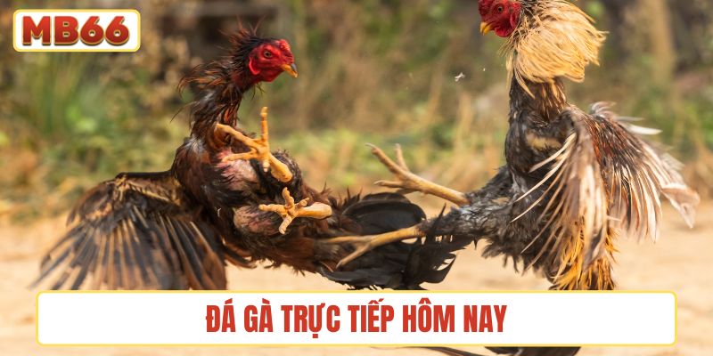 đá gà trực tiếp hôm nay