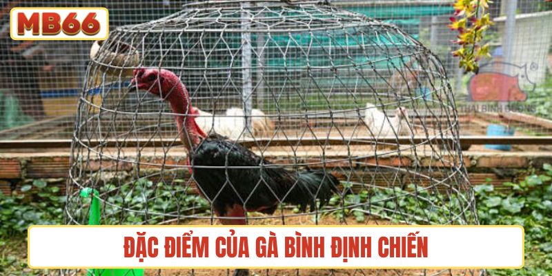 Đặc điểm của gà chọi Bình Định chiến