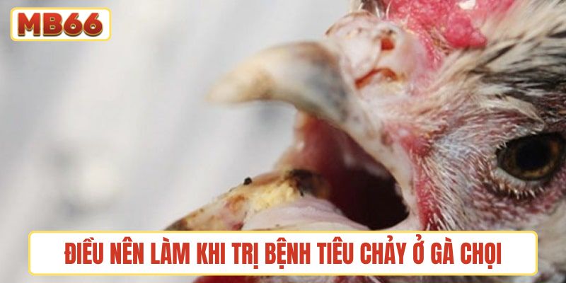 Vài điều nên làm ngay khi trị bệnh tiêu chảy ở gà chọi