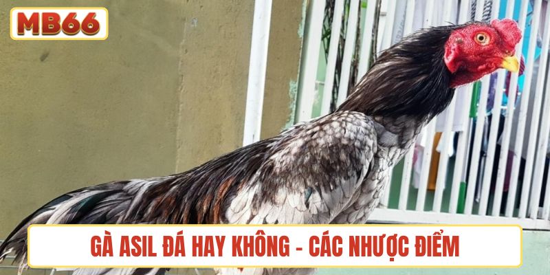 Gà Asil đá hay không - Các nhược điểm khi chọn nuôi