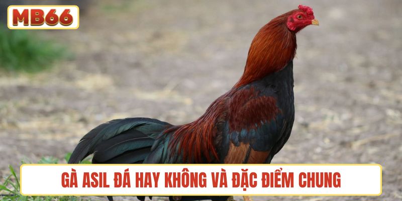 Gà Asil đá hay không và đặc điểm chung của tông dòng