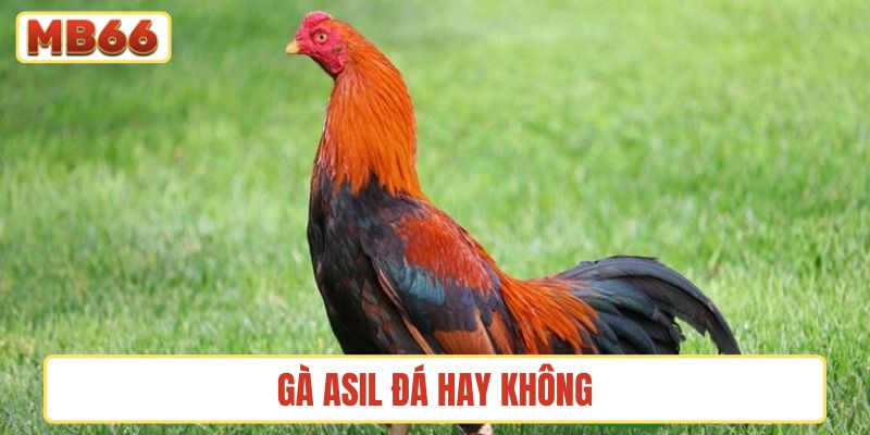 gà Asil đá hay không