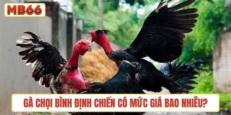 Gà chọi Bình Định chiến được định giá như thế nào?