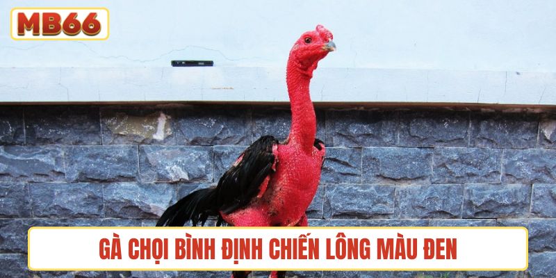 Gà chọi Bình Định chiến có màu lông đen chiếm tỷ lệ cao nhất