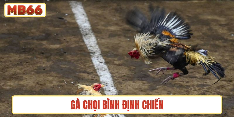 gà chọi Bình Định chiến