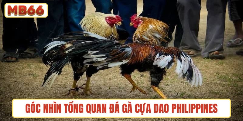 Góc nhìn tổng quan về sân chơi đá gà cựa dao Philippines