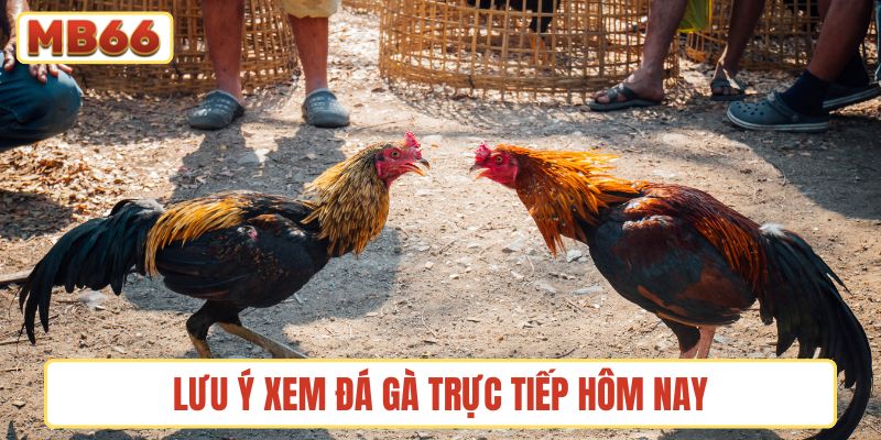 Những lưu ý để trải nghiệm xem đá gà trực tiếp hôm nay được tốt nhất