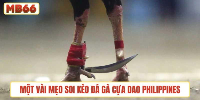 Một vài mẹo hay để người xem có thể soi kèo đá gà cựa dao Philippines