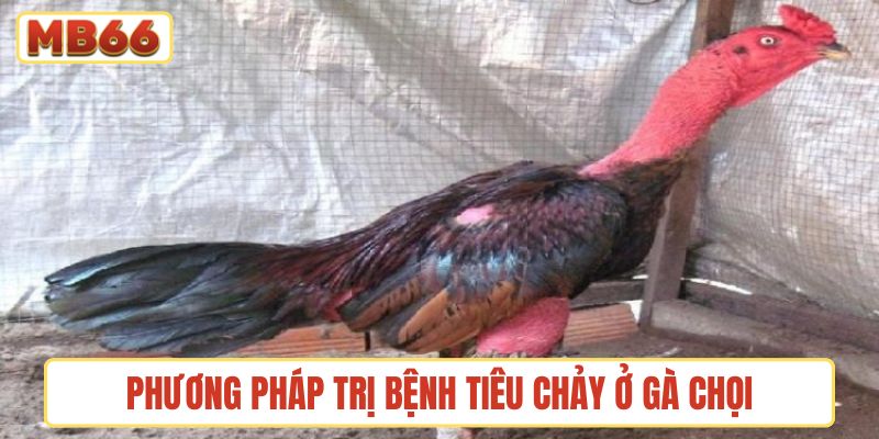 Những phương pháp trị bệnh tiêu chảy ở gà chọi được yêu thích