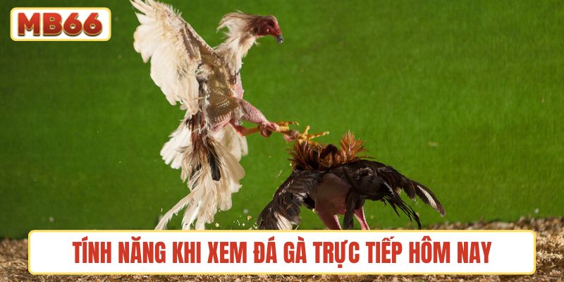 Những tính năng hữu ích khi xem đá gà trực tiếp hôm nay
