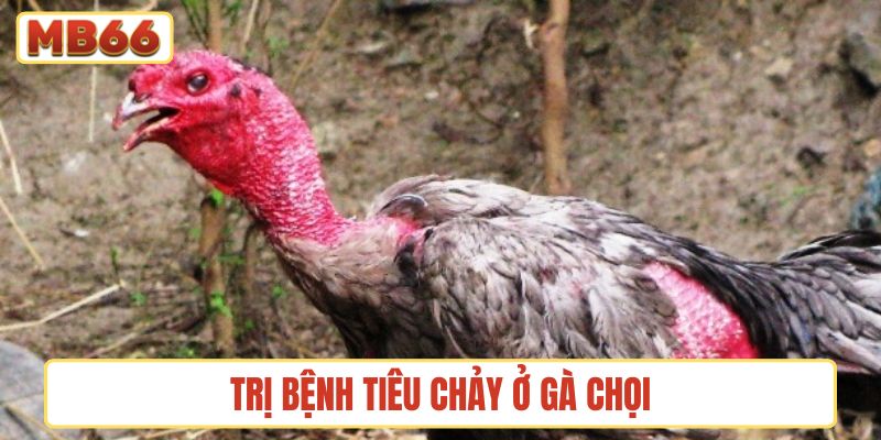 trị bệnh tiêu chảy ở gà chọi