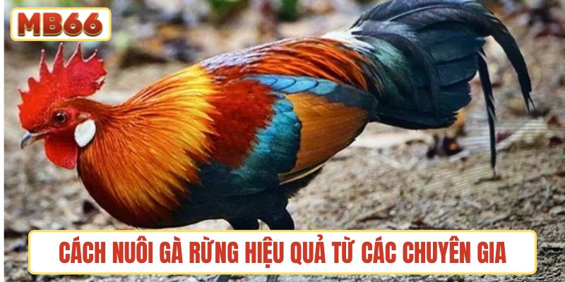 Cách nuôi gà rừng hiệu quả từ các chuyên gia