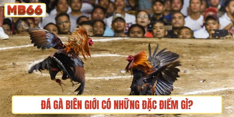 Đá gà biên giới có những đặc điểm gì?