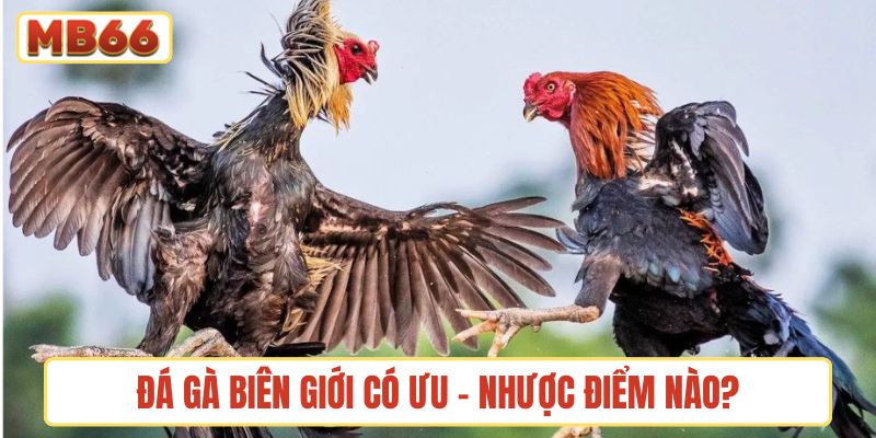 Đá gà biên giới có ưu - nhược điểm nào?