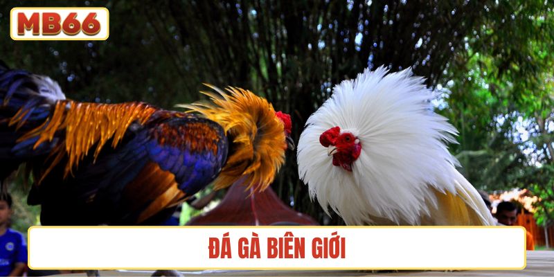 Đá gà biên giới
