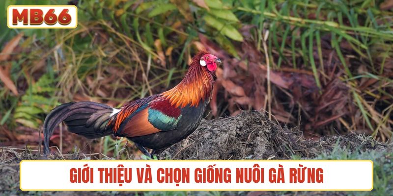 Giới thiệu và chọn giống nuôi gà rừng