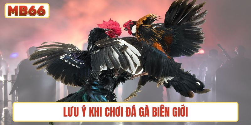 Những lưu ý khi chơi đá gà biên giới