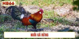 nuôi gà rừng